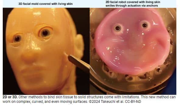 Human like skin for robots